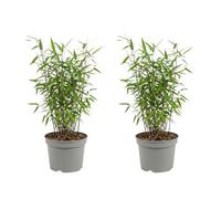 Bloomique - Lot de 2 - Fargesia Red Dragon - Bambou rouge - Non envahissant - Rustique - Persistant - Plante haie - Plante de Jardin - 50-70 cm hauteur - Pot 17 cm