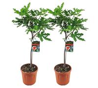 Bloomique - Lot de 2 - Ficus Carica ‘Brown Turkey’ - Figuier - Arbre fruitier - Plantes de jardin - Résistant au gel - Hauteur 80-100 cm - Pot 21 cm