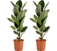 Bloomique - Lot de 2 - Ficus Elastica Robusta - Hévéa - Plante à caoutchouc - Plantes d'intérieur - Purificateur d'air - Très facile d'entretien - Hauteur 80-100 cm - Pot 21 cm