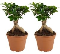 Bloomique - Lot de 2 - Ficus Ginseng - Bonsaï - Plantes d'intérieur - Purifiant l'air - Facile d'entretien - Hauteur 30-40 cm - Pot 17cm
