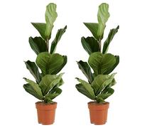 Bloomique - Lot de 2 - Ficus Lyrata - Plante à feuilles de violon - Plantes d'intérieur - Purifiant l'air - Facile d'entretien - Hauteur 80-100 cm - Pot 21 cm