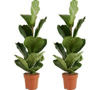 Bloomique - Lot de 2 - Ficus Lyrata - Plante à feuilles de violon - Plantes d'intérieur - Purifiant l'air - Facile d'entretien - Hauteur 80-100 cm - Pot 21 cm