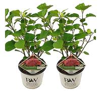 Bloomique - Lot de 2 - Hydrangea Pink Annabelle - Hortensia - Rose - Plantes de jardin - Résistante au gel - Hauteur 40-50 cm - Pot 19 cm