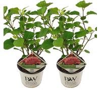Bloomique - Lot de 2 - Hydrangea Pink Annabelle - Hortensia - Rose - Plantes de jardin - Résistante au gel - Hauteur 40-50 cm - Pot 19 cm