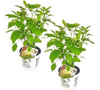 Bloomique - Lot de 2 - Hydrangea Strong Annabelle - Hortensia - Blanc - Plantes de jardin - Résistante au gel - Hauteur 40-50 cm - Pot 19 cm