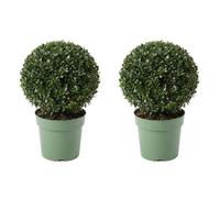 Bloomique - Lot de 2 - Ilex Crenata Jenny - Houx japonais - Feuillage Persistant - Rustique - Plante balcon - Plante jardin - Hauteur 30-40 cm - Pot 17 cm