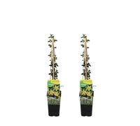 Bloomique - Lot de 2 - Jasminum Nudiflorum - Jasmin d'hiver - Jaune - Plantes grimpantes - Plantes de jardin - Rustique - Pot 15cm - Hauteur 70-80 cm