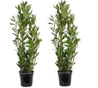 Bloomique - Lot de 2 - Laurus Nobilis - Laurier-sauce - Plantes de jardin - Résistante au gel - Hauteur 80-100 cm - Pot 21 cm