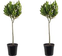 Bloomique - Lot de 2 - Laurus Nobilis - Laurier sur tige - Plantes de jardin - Rustique - Hauteur 80-100 cm - Pot 21 cm