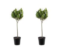 Bloomique - Lot de 2 - Laurus Nobilis - Laurier sur tige - Plantes de jardin - Rustique - Hauteur 80-100 cm - Pot 21 cm