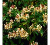 Bloomique - Lot de 2 - Lonicera henryi - Chèvrefeuille - Orange et rouge - Plantes grimpantes - Plantes de jardin - Persistantes - Rustiques - Hauteur 50-70 cm - Pot 15 cm