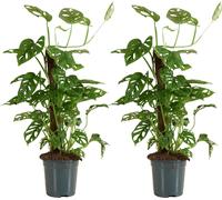 Bloomique - Lot de 2 - Monstera Adansonii avec Bâton de Mousse - Feuille de Singe - Plantes d'intérieur - Purifiant l'air - Facile d'entretien - Hauteur 70-80 cm - Pot 17 cm