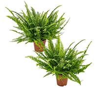 Bloomique - Lot de 2 - Nephrolepis Green Lady - Fougère de Boston - Plante d’intérieur - Dépolluante - Sans danger pour les animaux - Hauteur 20-30 cm - Pot 12 cm