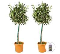 Bloomique - Lot de 2 - Olea Europaea - Olivier sur tige - Plantes de jardin - Résistant au gel - Engrais inclus - Hauteur 80-100 cm - Pot 19 cm