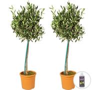 Bloomique - Lot de 2 - Olea Europaea - Olivier sur tige - Plantes de jardin - Résistant au gel - Engrais inclus - Hauteur 80-100 cm - Pot 19 cm