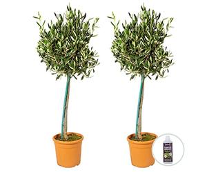 Bloomique - Lot de 2 - Olea Europaea - Olivier sur tige - Plantes de jardin - Résistant au gel - Engrais inclus - Hauteur 80-100 cm - Pot 19 cm