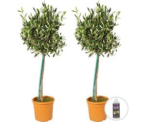 Bloomique - Lot de 2 - Olea Europaea - Olivier sur tige - Plantes de jardin - Résistant au gel - Engrais inclus - Hauteur 80-100 cm - Pot 19 cm