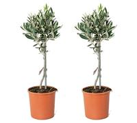 Bloomique - Lot de 2 - Olea Europaea - Olivier sur tige - Plantes de jardin - Résistant au gel - Hauteur 30-40 cm - Pot 14 cm