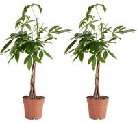 Bloomique - Lot de 2 - Pachira Aquatica - Arbre à argent - Cacao d'eau - Plantes d'intérieur - Purificateur d'air - Facile d'entretien - Hauteur 80-90 cm - Pot 21cm