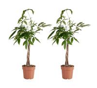 Bloomique - Lot de 2 - Pachira Aquatica - Arbre à argent - Cacao d'eau - Plantes d'intérieur - Purificateur d'air - Facile d'entretien - Hauteur 80-90 cm - Pot 21cm