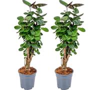 Bloomique - Lot de 2 - Polyscias Fabian - Aralia - Plante d’intérieur - Dépolluante - Sans danger pour les animaux - Facile d’entretien - Hauteur 50-60 cm - Pot 17 cm