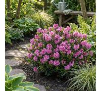 Bloomique - Lot de 2 - Rhododendron Bloombux Magenta - Rhododendron nain - Plantes jardin - Rustique - Persistant - Hauteur 30-40 cm - Pot 17 cm