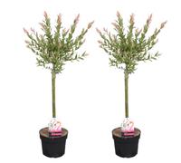 Bloomique - Lot de 2 - Salix integra 'Flamingo' - Saule panaché - Plantes de jardin - Rustiques - Hauteur 60-80 cm - Pot 17 cm