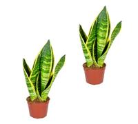 Bloomique - Lot de 2 - Sansevieria 'Superba' lot de 2 - Plante d'intérieur et pot - Hauteur 10-20 cm - Pot 9 cm