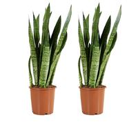 Bloomique - Lot de 2 - Sansevieria Zeylanica - Langue de belle-mère - Plantes d'intérieur - Purifiant l'air - Très facile d'entretien - Hauteur 80-100 cm - Pot 21 cm