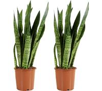 Bloomique - Lot de 2 - Sansevieria Zeylanica - Langue de belle-mère - Plantes d'intérieur - Purifiant l'air - Très facile d'entretien - Hauteur 80-100 cm - Pot 21 cm