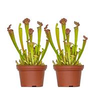 Bloomique - Lot de 2 - Sarracenia Juthatip Soper - Plante Trompette - Plante Carnivore - Plantes d’intérieur - Hauteur 10-20 cm - Pot 12 cm