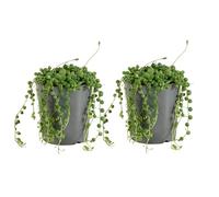 Bloomique - Lot de 2 - Senecio Rowleyanus - Plante de pois - Plante suspendue - Plantes d'intérieur - Facile d'entretien - Hauteur 10-15 cm - Pot 12 cm