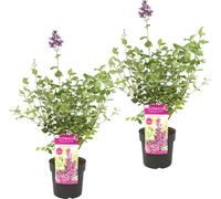 Bloomique - Lot de 2 - Syringa 'Bloomerang Dark Purple' - Lilas violet - Plante extérieure - Hauteur 40-50 cm - Pot 19 cm