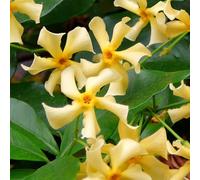 Bloomique - Lot de 2 - Trachelospermum jasminoides - Jasmin étoilé jaune - Plantes grimpantes - Plantes de jardin - Persistantes - Rustiques - Hauteur 50-70 cm - Pot 15 cm