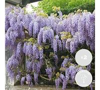 Bloomique - Lot de 2 - Wisteria sinensis 'Prolific' - Glycine bleue - Plantes grimpantes - Plantes de jardin - Rustiques - Hauteur 50-70 cm - Pot 15 cm