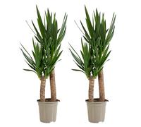 Bloomique - Lot de 2 - Yucca Elephantipes - Lis des palmiers - Plantes d'intérieur - Purifiant l'air - Facile d'entretien - Pot 21cm - Hauteur 80-90 cm