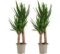 Bloomique - Lot de 2 - Yucca Elephantipes - Lis des palmiers - Plantes d'intérieur - Purifiant l'air - Facile d'entretien - Pot 21cm - Hauteur 80-90 cm