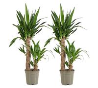 Bloomique - Lot de 2 - Yucca Elephantipes - Lis des palmiers - Plantes d'intérieur - Purifiant l'air - Facile d'entretien - Pot 17cm - Hauteur 70-80 cm