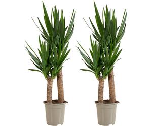 Bloomique - Lot de 2 - Yucca Elephantipes - Lis des palmiers - Plantes d'intérieur - Purifiant l'air - Facile d'entretien - Pot 21cm - Hauteur 80-90 cm
