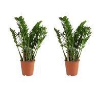 Bloomique - Lot de 2 - Zamioculcas Zamiifolia - Palmier d'intérieur - Zamioculcas - Plantes d'intérieur - Purifiant l'air - Très facile d'entretien - Hauteur 80-90 cm - Pot 21 cm
