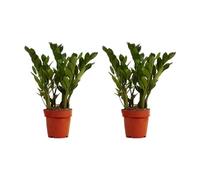 Bloomique - Lot de 2 - Zamioculcas Zamiifolia - Palmier d'intérieur - Zamioculcas - Plantes d'intérieur - Purifiant l'air - Très facile d'entretien - Hauteur 30-40 cm - Pot 12 cm