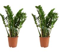 Bloomique - Lot de 2 - Zamioculcas Zamiifolia - Palmier d'intérieur - Zamioculcas - Plantes d'intérieur - Purifiant l'air - Très facile d'entretien - Hauteur 80-90 cm - Pot 21 cm