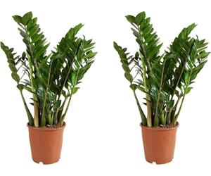 Bloomique - Lot de 2 - Zamioculcas Zamiifolia - Palmier d'intérieur - Zamioculcas - Plantes d'intérieur - Purifiant l'air - Très facile d'entretien - Hauteur 80-90 cm - Pot 21 cm