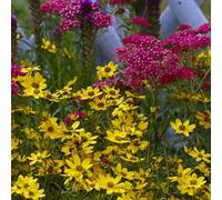 Bloomique - Lot de 3 - Achillée millefeuille ‘Cerise Queen’ - Floraison abondante - Rustique - Vivace - Couvre-sol - Hauteur 10-20 cm - Pot 9 cm