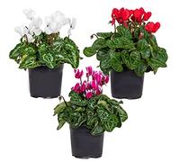 Bloomique - Lot de 3 - Cyclamen Persicum - Cyclamen de patio - Plantes vivaces - Résistantes au gel - Hauteur 15-25 cm - Pot 10,5 cm