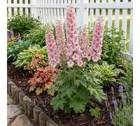 Bloomique - Lot de 3 - Delphinium Magic Fountains aux nuances roses - Pied-d'alouette - Floraison abondante - Rustique - Vivace - Hauteur 10-20 cm - Pot 9 cm