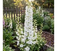 Bloomique - Lot de 3 - Delphinium Magic Fountains Pure White - Pied-d'alouette - Rustique - Vivace - Hauteur 10-20 cm - Pot 9 cm