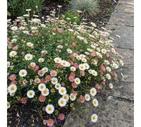 Bloomique - Lot de 3 - Erigeron karvinskianus - Vergerette des murailles - Floraison abondante - Rustique - Vivace - Hauteur 10-20 cm - Pot 9 cm
