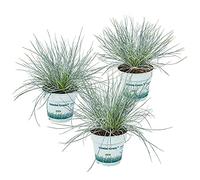 Bloomique - Lot de 3 - Festuca Glauca Compacta Blue - Fétuque Bleue - Herbe Ornementale - Plantes de Jardin - Rustique - Hauteur 20-30 cm - Pot 10,5 cm