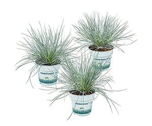 Bloomique - Lot de 3 - Festuca Glauca Compacta Blue - Fétuque Bleue - Herbe Ornementale - Plantes de Jardin - Rustique - Hauteur 20-30 cm - Pot 10,5 cm